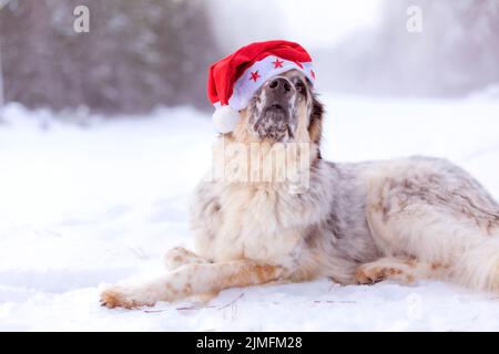 Big dog in santa hat lying down on snow road Stock Photo