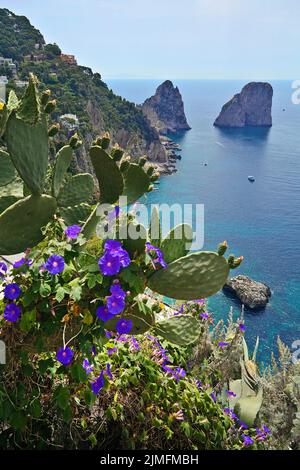 View from the garden of Augustus (Giardini di Augusto) on the auf die Faraglioni rocks, south coast of Capri island, Gulf of Naples, Campania, Italy Stock Photo
