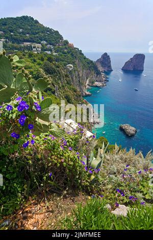 Blick von den Gaerten des Augustus (Giardini di Augusto) auf die Faraglioni Felsen, Suedkueste von Capri, Golf von Neapel, Kampanien, Italien, Europa Stock Photo