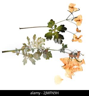 dried flower petals, application bouquet of dry  flowers Stock Photo