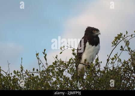 Black breasted snake eagle