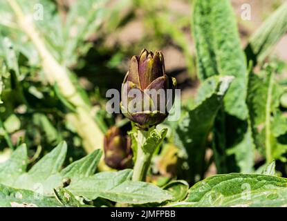 Tuscan variety of artichoke 'Cynara scolymus' aka 'Tuscan Violet Artichoke' cultivated in spring in a vegetable garden in Tuscany, Italy Stock Photo