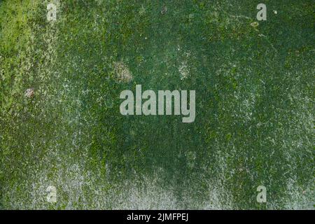 Fungi Green Moss Texture abstract background concrete wall. Rusty, Grungy, Gritty Vintage Background Stock Photo