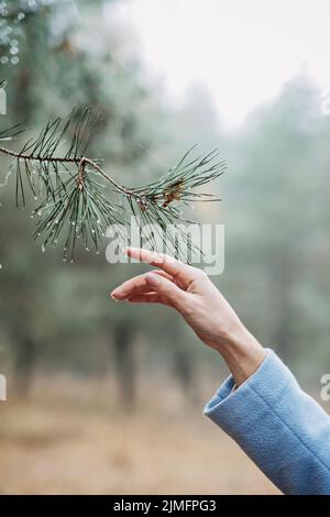 Female hand touching pine tree with water drops in the wild forest. Earth Day, save Earth, Forest ecology Stock Photo