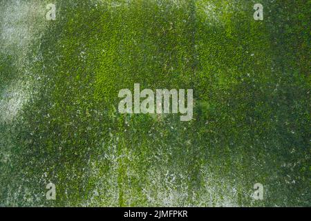 Fungi Green Moss Texture abstract background concrete wall. Rusty, Grungy, Gritty Vintage Background Stock Photo