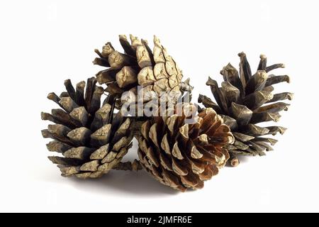 Pine cones isolated on white background. Stock Photo