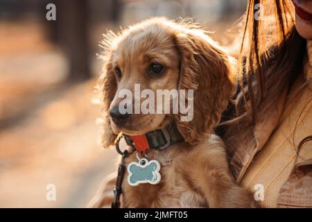 Cute English cocker spaniel puppy in the hands of the owner in autumn park. Stock Photo