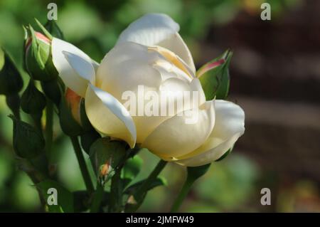 Perdita Apricot Cream English Rose David Austin Stock Photo