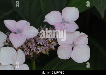 Hydrangea Macrophilla White Wave. Flattened lacecap flower heads in white blue and pink colour. Stock Photo