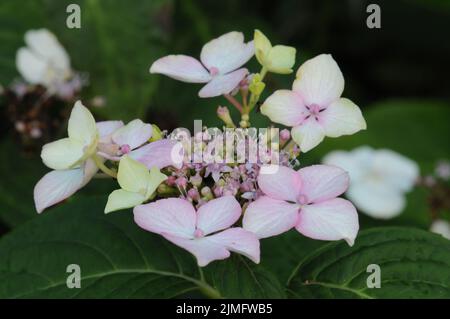 Hydrangea Macrophilla White Wave. Flattened lacecap flower heads in white blue and pink colour. Stock Photo