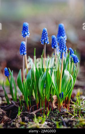 Grape Hyacinth, Muscari armeniacum - blue flowers in early spring garden Stock Photo