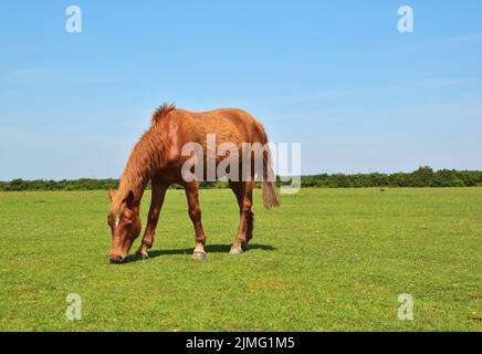 New Forest pony feeding on grass Stock Photo