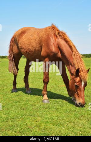 New Forest pony feeding on grass Stock Photo