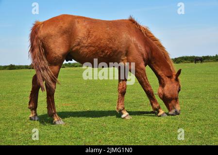 New Forest pony feeding on grass Stock Photo