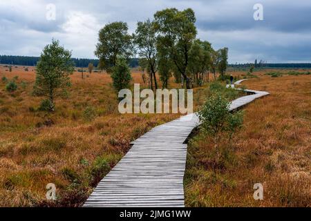 Walker in nature reserve High Fens Stock Photo