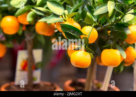 Mandarin trees for sale at flower market Stock Photo