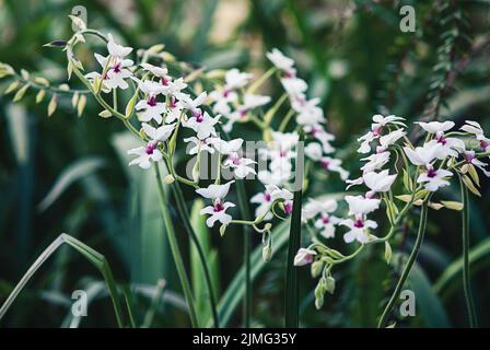 Calanthe vestita orchid flowering in botanical garden Stock Photo