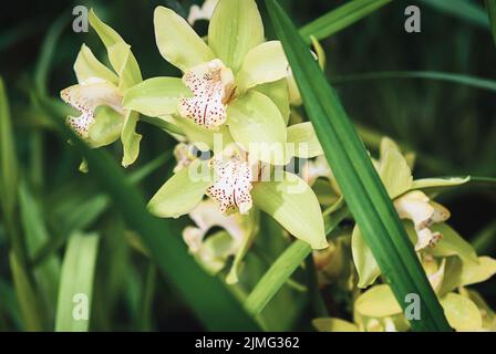 Cymbidium (boat orchid) yellow flowers in orchid garden, closeup Stock Photo