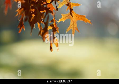 Leaves of a scarlet oak (Quercus coccinea) with reddish coloration in a park in Germany in autumn Stock Photo