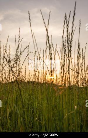 Autumn wildflowers blowing in the wind at sunset Stock Photo