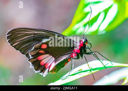 Red black noble tropical butterfly on green nature background brazil. Stock Photo