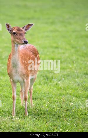 Fallow deer in a clearing Stock Photo