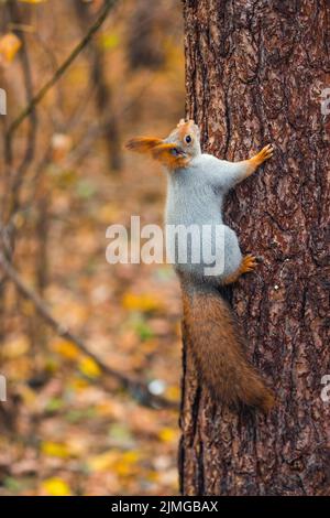 Squirrel with a large fluffy tail climbs up the trunk of a tree Stock Photo