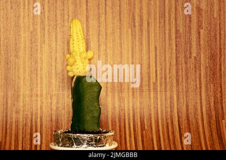 Close up colorful small cactus plant with beautiful yellow flower blossom Stock Photo