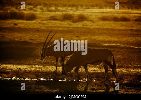 Two South African Oryx at waterhole at dusk in Kgalagadi transfrontier park, South Africa; specie Oryx gazella family of Bovidae Stock Photo
