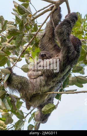 Female of pale-throated sloth (Bradypus tridactylus) with baby hanged top of the tree Stock Photo