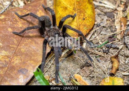 Tarantula, Sericopelma melanotarsum, Curubande de Liberia, Costa Rica wildlife Stock Photo