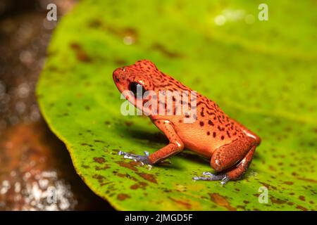 Strawberry poison-dart frog, La Fortuna Costa Rica Stock Photo