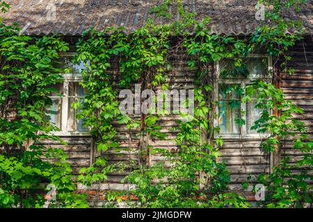 Wall with a window of an old wooden log house and overgrown plant Stock Photo