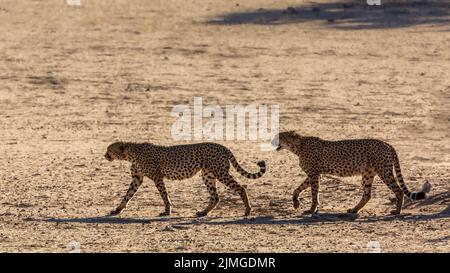 Cheetah couple walking on desert land in Kgalagadi transfrontier park, South Africa ; Specie Acinonyx jubatus family of Felidae Stock Photo