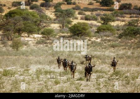 Blue wildebeest walking front view in savannah in Kgalagadi transfrontier park, South Africa ; Specie Connochaetes taurinus family of Bovidae Stock Photo