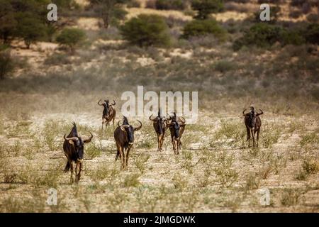 Blue wildebeest walking front view in savannah in Kgalagadi transfrontier park, South Africa ; Specie Connochaetes taurinus family of Bovidae Stock Photo