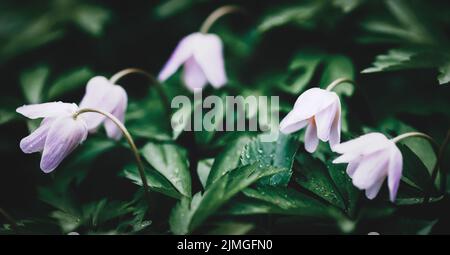 Wood anemones in spring forest, wildflowers dark floral background Stock Photo
