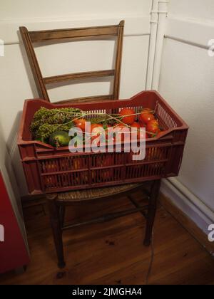 Freshly picked tomatoes and various summer vegetables Stock Photo