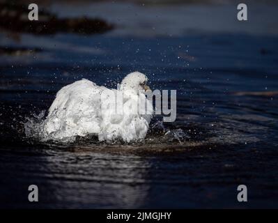 The snowy sheathbill (Chionis albus) is the only land bird native to the Antarctic. They migrate in winter; this was taken in the Falkland Islands Stock Photo