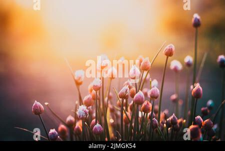 Chives flowering in a garden Stock Photo