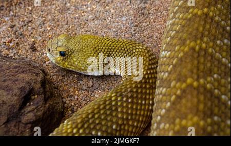 Mexican West Coast Rattlesnake or Mexican Green Rattler (Crotalus basiliscus), venomous snake, native to the west coast of Mexico. Stock Photo