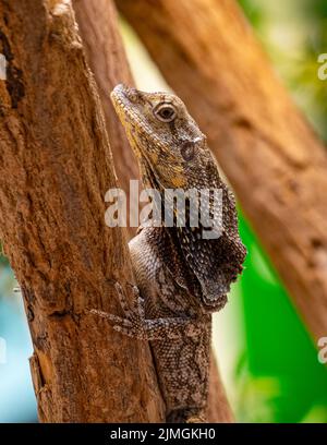 Frilled neck lizard (Chlamydosaurus kingii) on a tree branch. Stock Photo