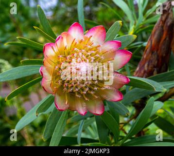 protea-protea-repens-south-africa-they-come-from-southern-africa