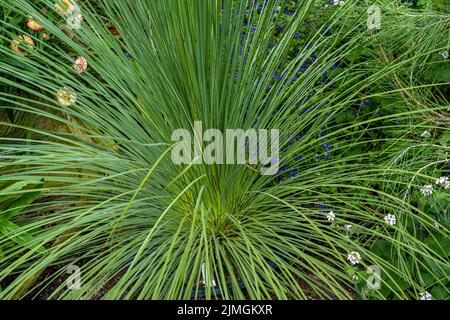 Grass Trees (Xanthorrhoea preissii) known as balga, is a widespread species of perennial monocot in Southwest Australia. Stock Photo