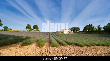 Huge Field of rows of lavender in France, Valensole, Cote Dazur-Alps-Provence, purple flowers, green stems, combed beds with per Stock Photo