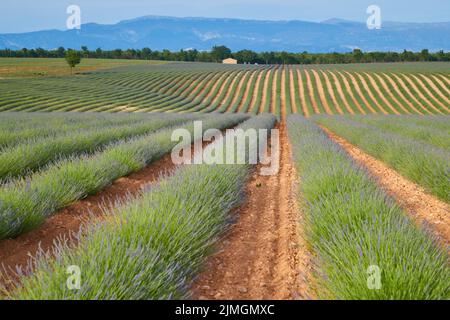 Huge Field of rows of lavender in France, Valensole, Cote Dazur-Alps-Provence, purple flowers, green stems, combed beds with per Stock Photo