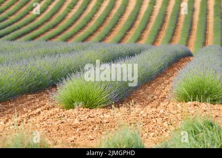 Huge Field of rows of lavender in France, Valensole, Cote Dazur-Alps-Provence, purple flowers, green stems, combed beds with per Stock Photo