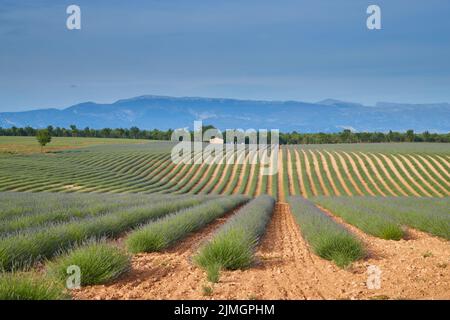 Huge Field of rows of lavender in France, Valensole, Cote Dazur-Alps-Provence, purple flowers, green stems, combed beds with per Stock Photo