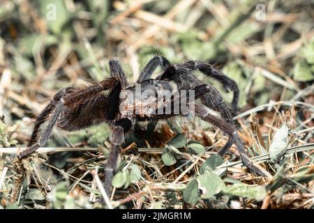 Tarantula (Sericopelma melanotarsum) Curubande de Liberia, Costa Rica wildlife Stock Photo