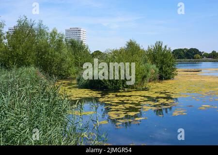 Woodberry Wetlands Nature Reserve near Stoke Newington, North London, in late summer 2022 Stock Photo